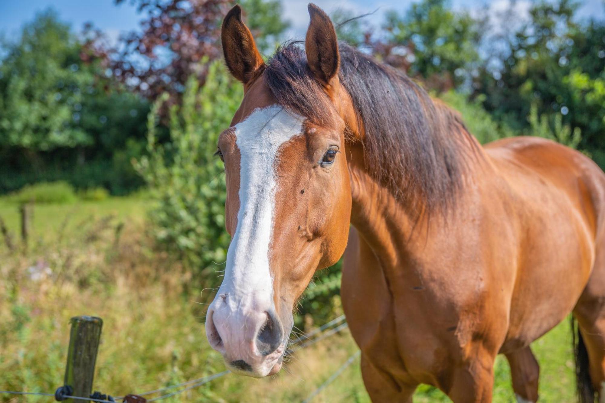 De Veenborg Kolham Exteriér fotografie