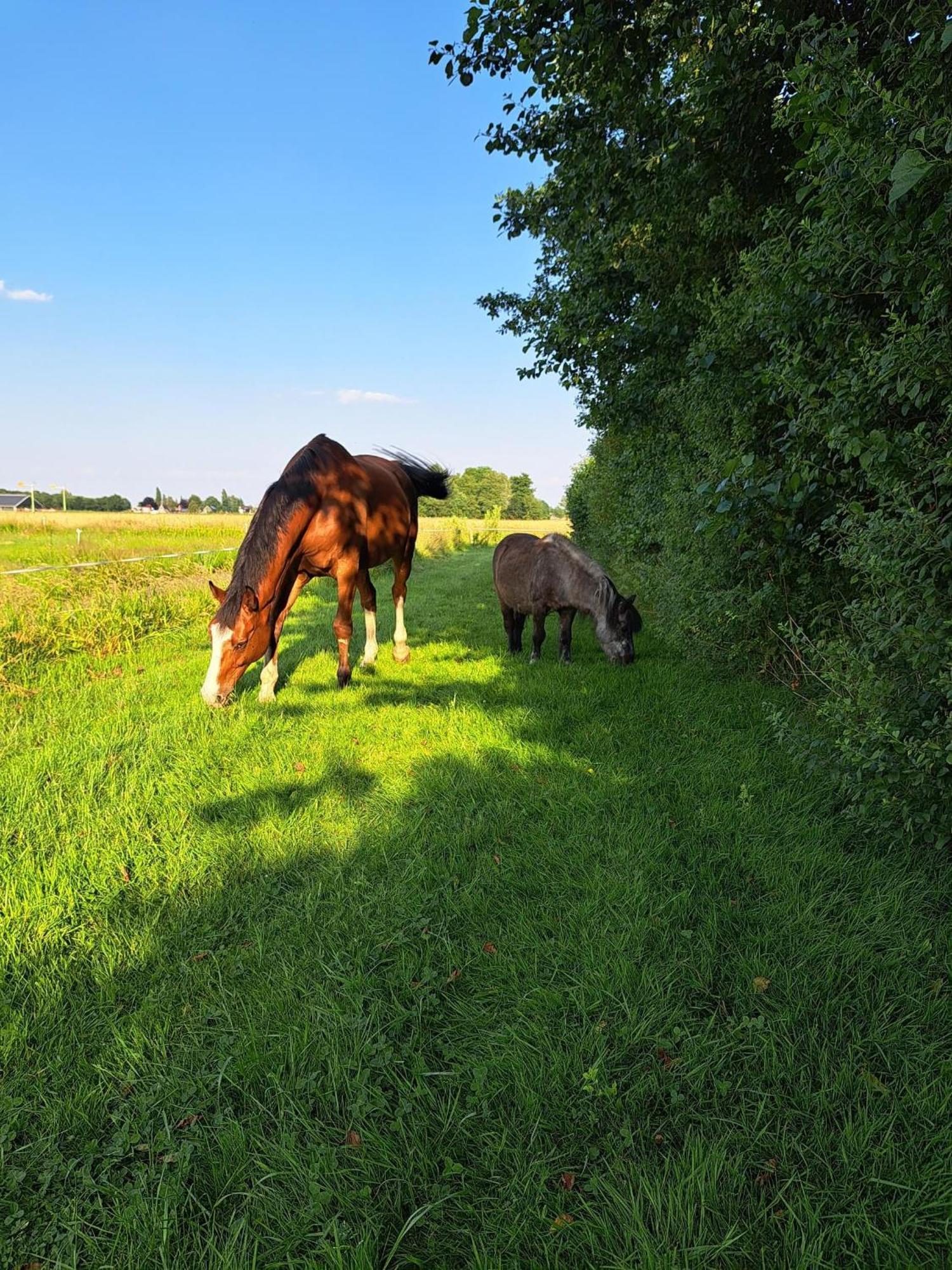 De Veenborg Kolham Exteriér fotografie